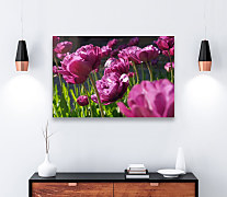 Úžasný obraz s tulipánmi zs1299